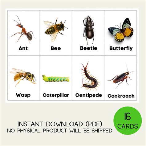 Insects Flash Cards Children Educational Learning Pdf Printable Cards