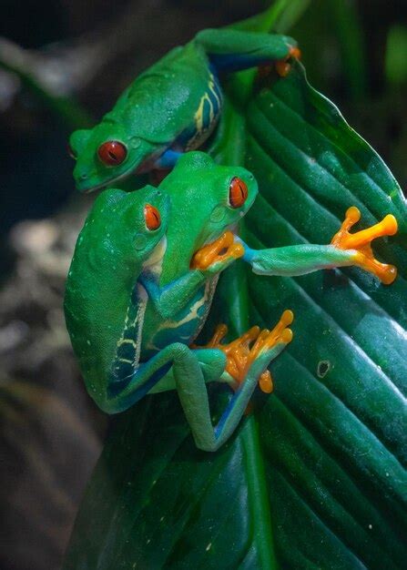 Premium Photo Red Eyed Tree Frog Agalychnis Callidryas