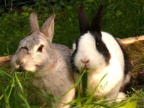 La Liste Des Fruits Et L Gumes Comestibles Pour Nourrir Son Lapin