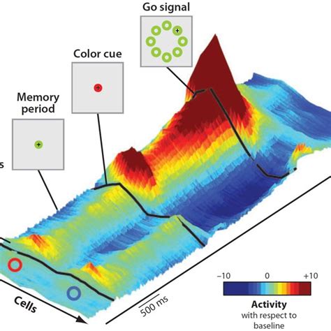 Areas Composing The Prefrontal Cortex Pfc According To The