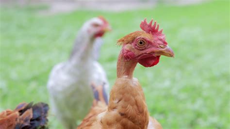 la raza de pollitos está desnuda retrato de una gallina campera con el