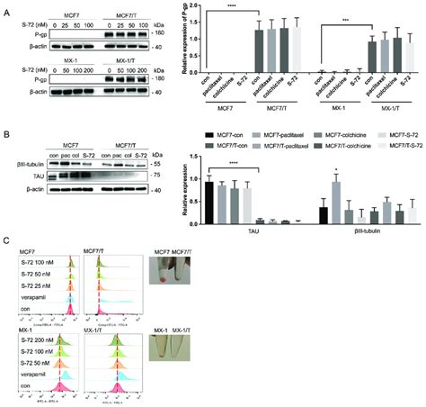 Effects of S 72 on P gp βIII tubulin and TAU A Protein levels of