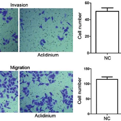 Aclidinium Inhibits Invasion Of Ovarian Cancer Skov3 Cells Cell