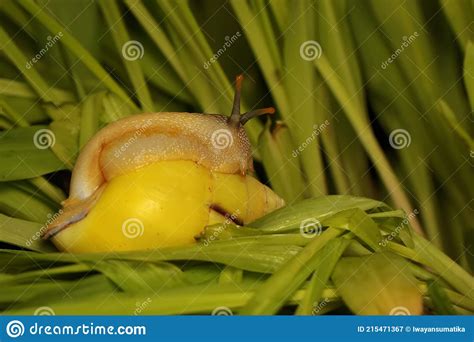 A Polynesian Tree Snails Partula Sp Is Looking For Food In A Newly