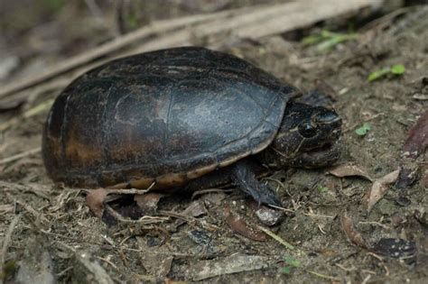 Striped Mud Turtle In July By Moses Michelsohn Inaturalist