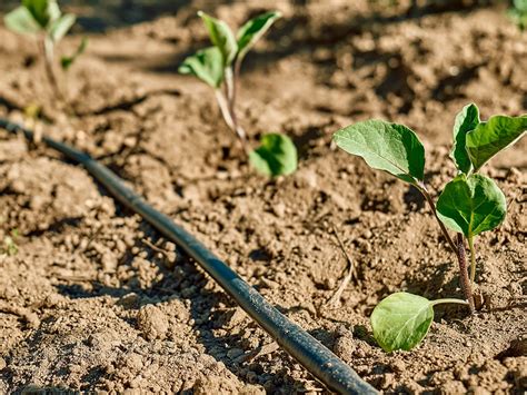 Système d arrosage goutte à goutte sans pression par gravité 100m²