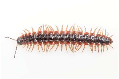 Millipede Pseudopolydesmus Canadensis Bugguidenet