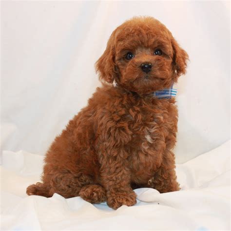 Available Puppies Red And Apricot Poodles Scarlet S Fancy Poodles