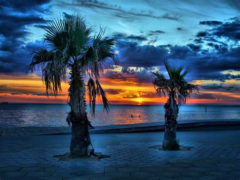 🔥 [40+] Sunset Palm Trees Wallpapers | WallpaperSafari