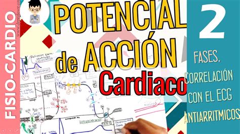 POTENCIAL DE ACCIÓN CARDÍACO correlación ECG Fases Periodos