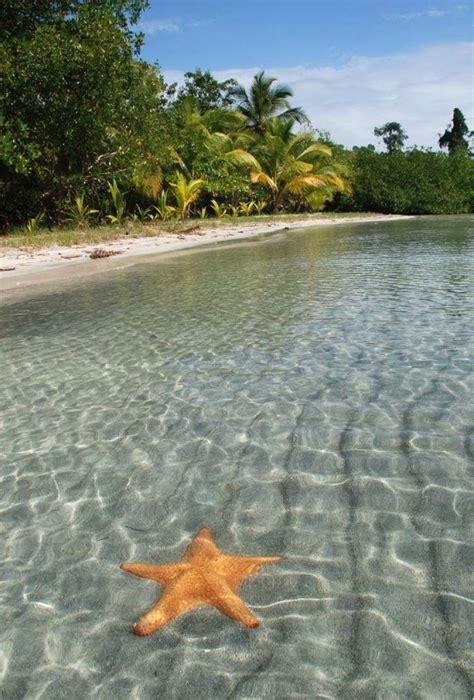 Playa Estrella De Mar Boca Del Drago Pictolic