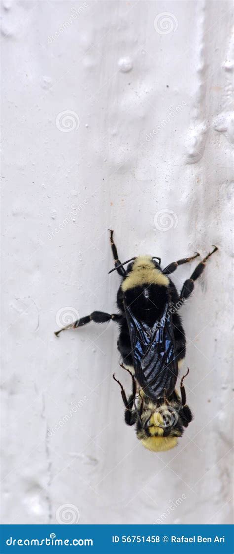 Bumble Bee Mating with a Drone Stock Photo - Image of pairing, life ...