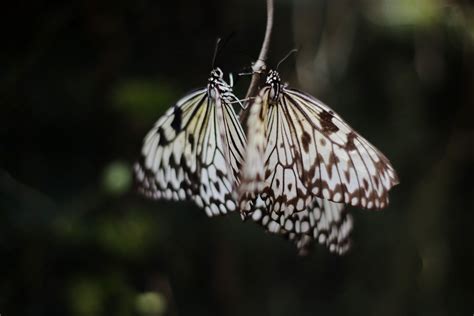 Marinduque Bila Bila Festival In The Butterfly Capital Of The