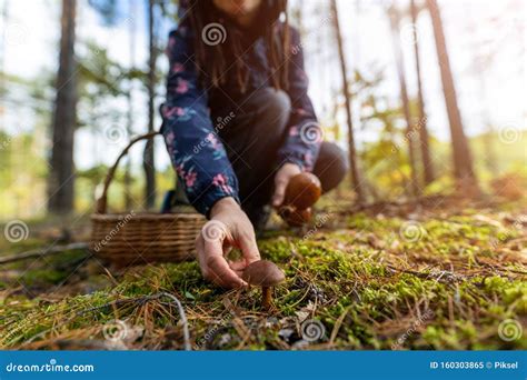 Picking Mushrooms In The Woods Stock Image Image Of Forestn Living