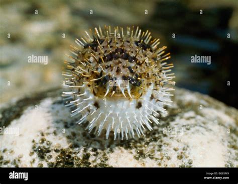 puffed  stock photo alamy