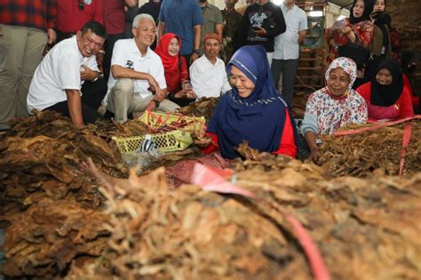 Ganjar Janji Jadikan Jateng Pusat Tembakau Di Indonesia