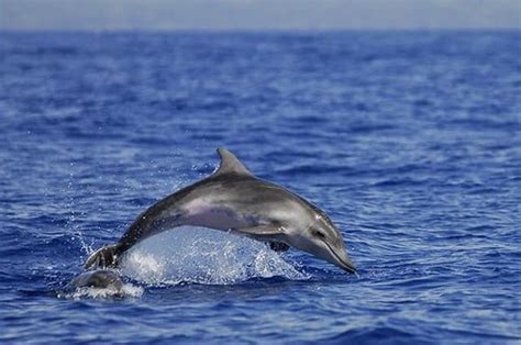 Golfinhos são vistos na Baía de Guanabara Mar Sem Fim