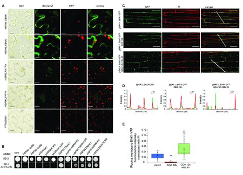 Hsp Physically Interacts With The Bak Co Receptor And Modulates Its