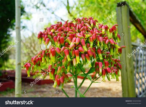 Bryophyllum Pinnatum Flower Bloom On Branches Stock Photo 1633294483