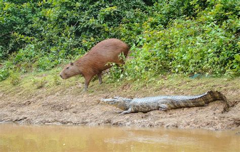 Pampas Wildlife Tour from Rurrenabaque - 3 Days - Travexplora