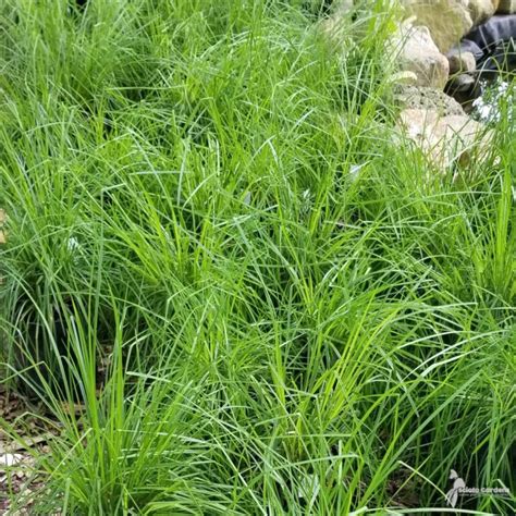 Carex Stricta 1 Tussock Sedge Scioto Gardens Nursery