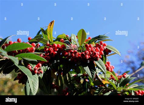 Cotoneaster berries, UK Stock Photo - Alamy