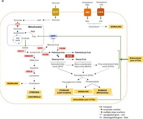 Schematic Of The Fatty Acid Metabolism Glucose Or Glutamine Derived Download Scientific Diagram