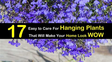 17 Easy to Care For Hanging Plants that will Make Your Home Look Wow