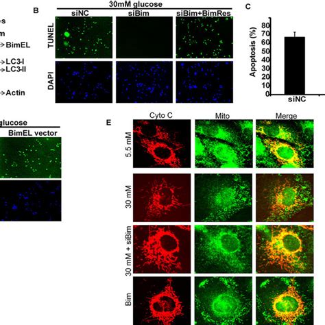 High Glucose Hg Induced Apoptosis In Hk Cells Hk Cells Were