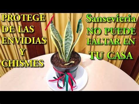 Sansevieria Esta Planta Te Protege De Envidias Y Chismes No Puede