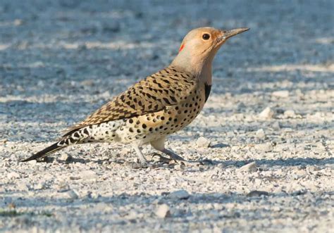 What Does It Mean When You See A Northern Flicker Spiritual Meanings