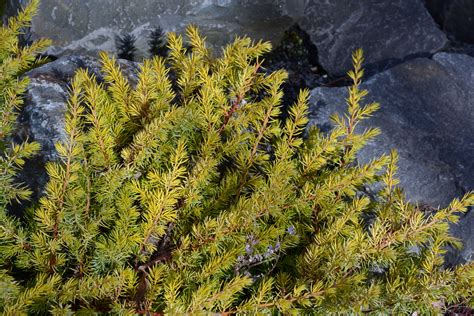 Juniperus Conferta All Gold Landscape Plants Oregon State University