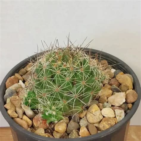 Buy Mammillaria Decipiens Cactus Buy Cactus Online