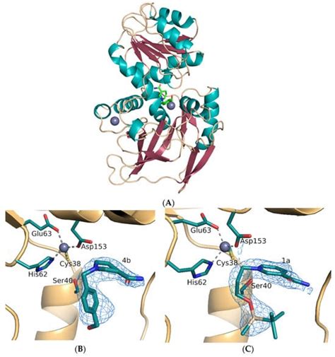 Catalysts Free Full Text Structural Characterization Of Enzymatic