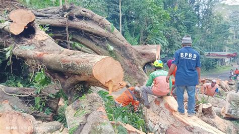 Cuaca Ekstrem Satu Pohon Tumbang Di Mojokerto Timpa Warung