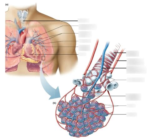 Respiratory Zone Gas Exchange Diagram Quizlet