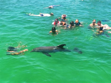 Panama City Beach Dolphins