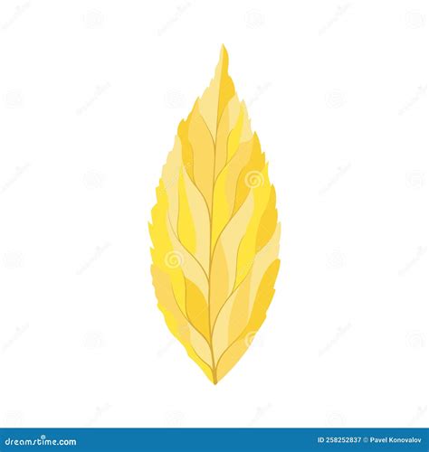 Ash Tree Leaf Stock Vector Illustration Of Branch Fall 258252837