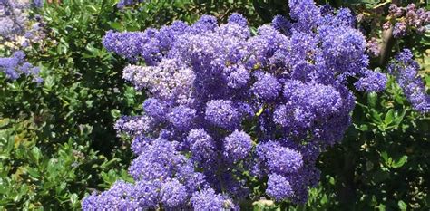 California Wild Lilac