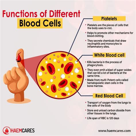 Functions of different blood cells – Artofit