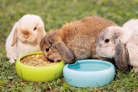 The FeedSafeNZ Guide to Feeding Rabbits - FeedsafeNZ