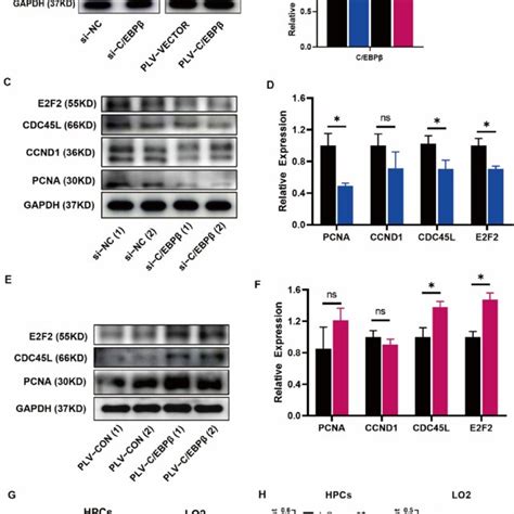 C EBPβ coupled with E2F2 orchestrated cell proliferation of HPCs A B