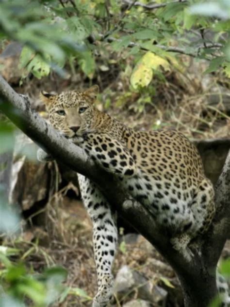 Roaring Wonders Exploring The Wildlife Diversity In Sariska National