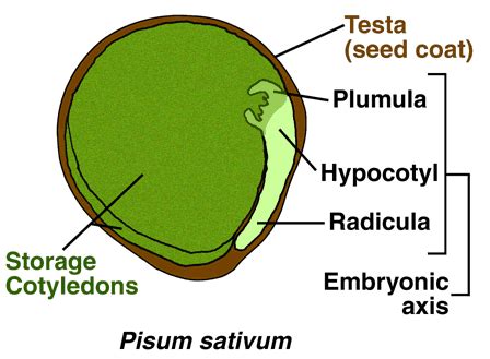 The Seed Biology Place Seed Structure And Anatomy