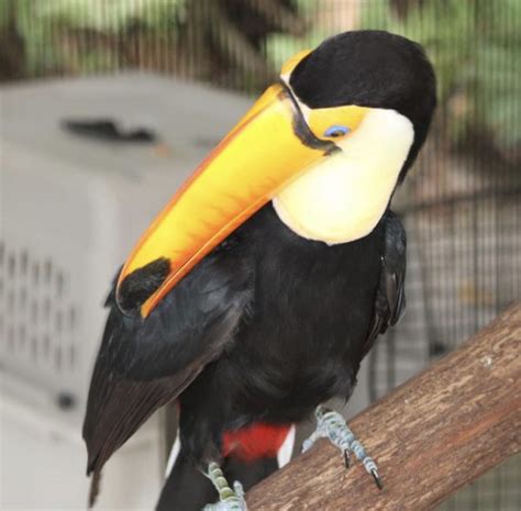 Toco Toucan for sale | Buy Baby Toco Toucan Online - Home Breed Birds