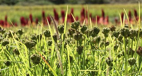 Finger Millet (Eleusine coracana) | Himalayan Crops