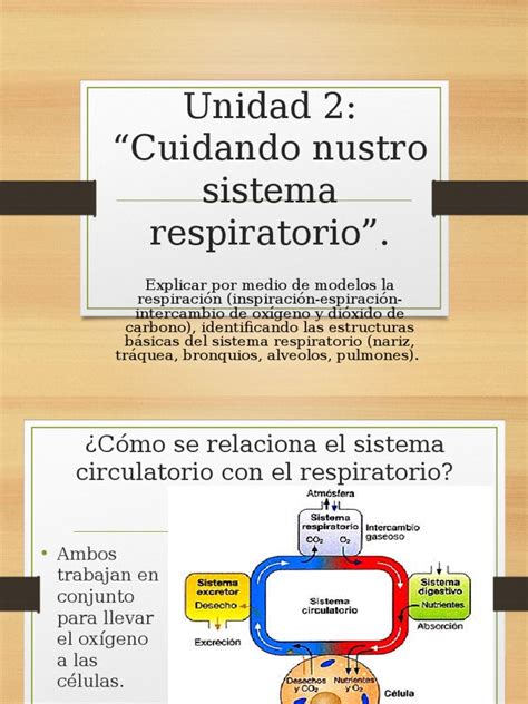 Pdf Sistema Respiratorio To Ppt Dokumen Tips