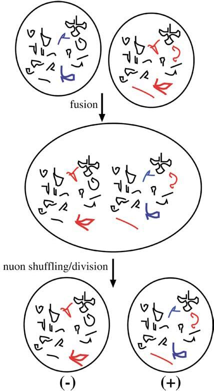 Sex In An Imaginary Rna World Two Cells With Both Different Blue And Download Scientific