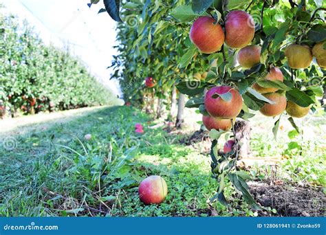 Braeburn And Idared Apple Orchard In Autumn Stock Image Image Of