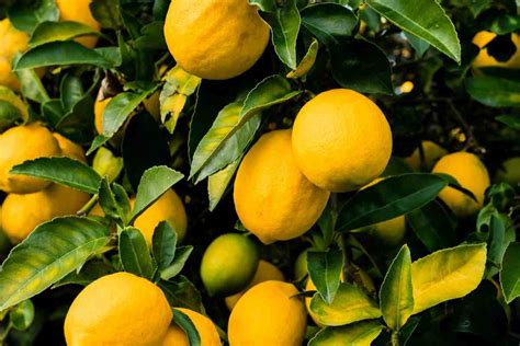 Come Coltivare Una Pianta Di Limone In Vaso E Ottenere Limoni Succosi